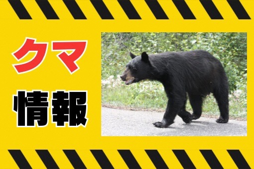 クマ情報