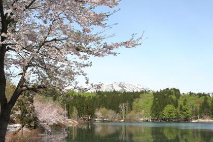 春の鏡ヶ池の桜の写真