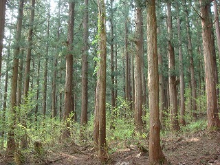 入広瀬地内の伐採地の画像