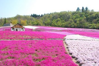 奥只見レクリェーション都市公園　「根小屋花と緑と雪の里」