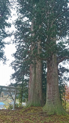 滝之又の二本杉の写真