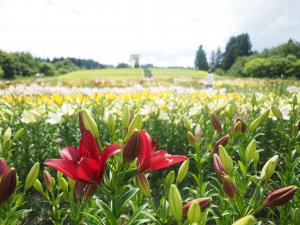 月岡公園ユリ畑