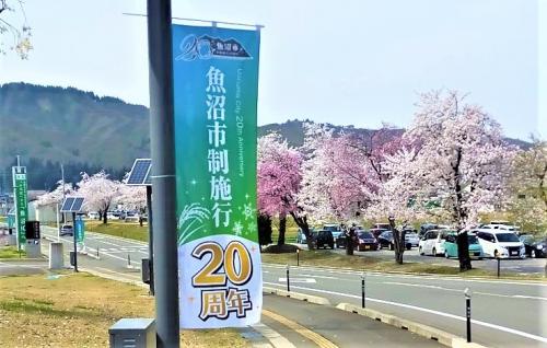 20周年春