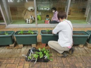 植え付け