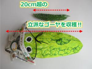 大きなゴーヤ