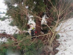 残雪が残る山での伐採作業
