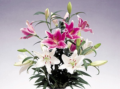 魚沼花き園芸組合_ユリ切花