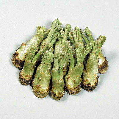 JA魚沼_たらの芽