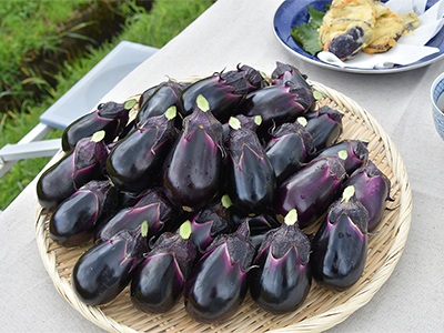 深雪なす【魚沼促成山菜生産組合】