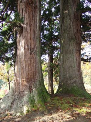 滝之又二本スギ