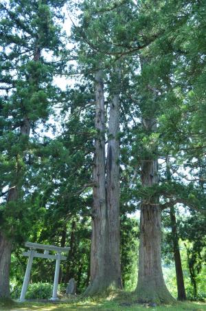 滝之又二本スギ