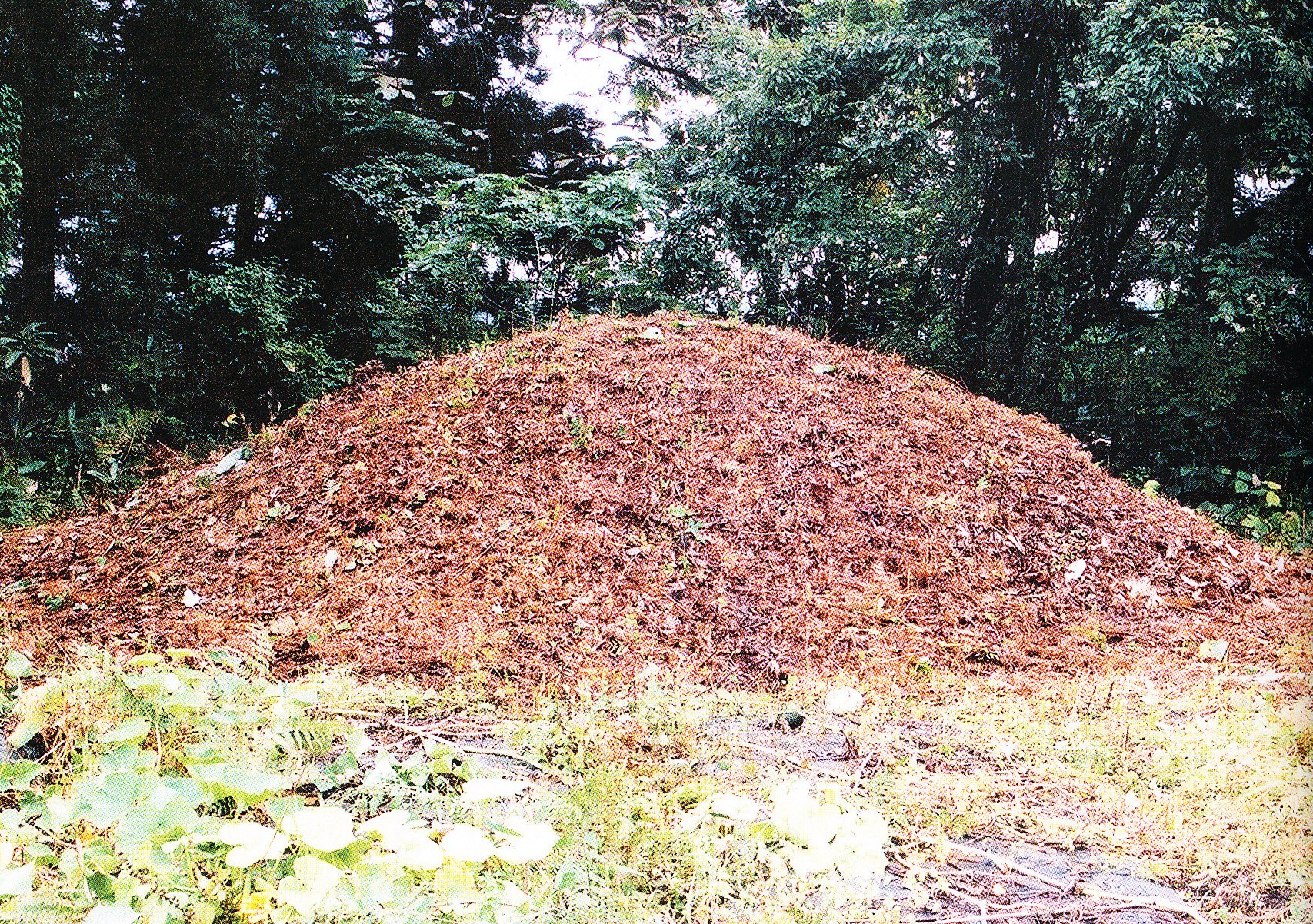 桜又の古墳（古林古墳群）2