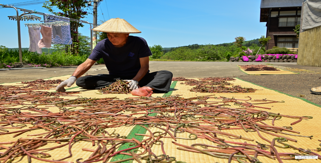 山菜（ゼンマイ採り・ゼンマイ揉み）