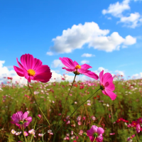 上原のコスモス