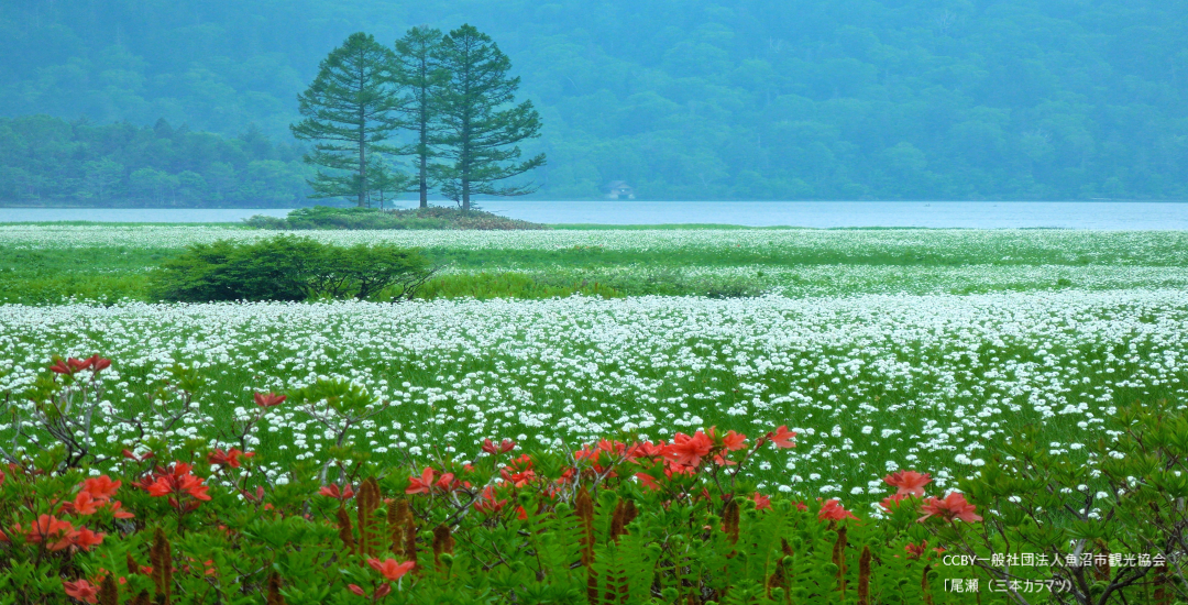 尾瀬（三本カラマツ）