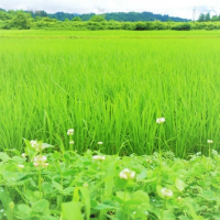 田んぼ