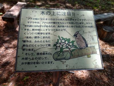 ヤドリギの説明