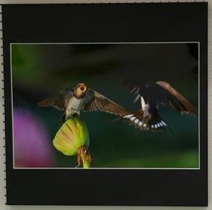 写真部門市展賞作品