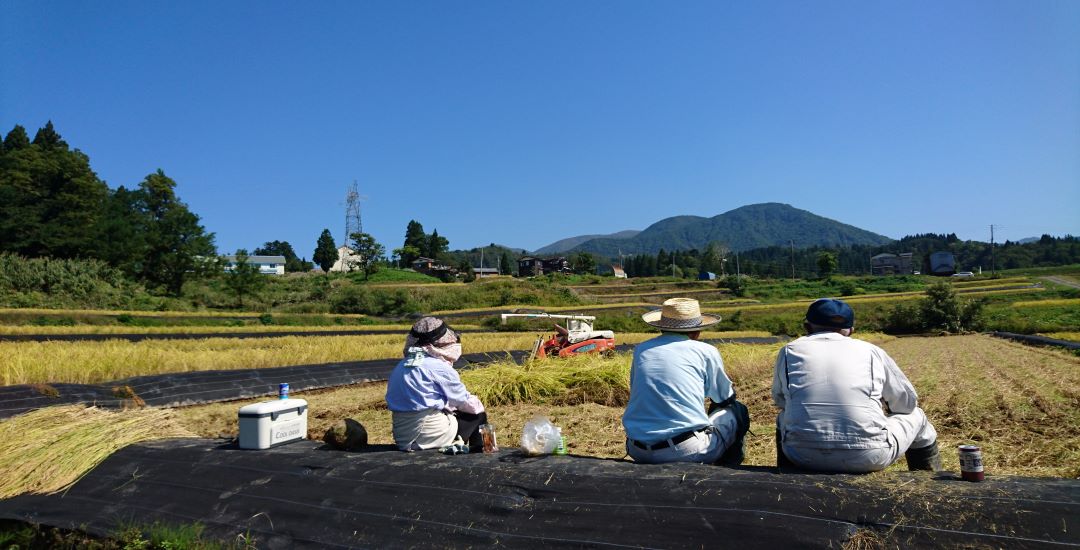 稲刈り