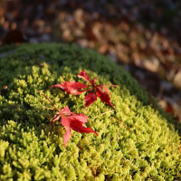 苔と紅葉