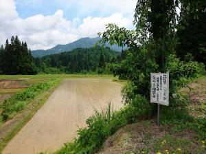 板屋の田んぼの写真