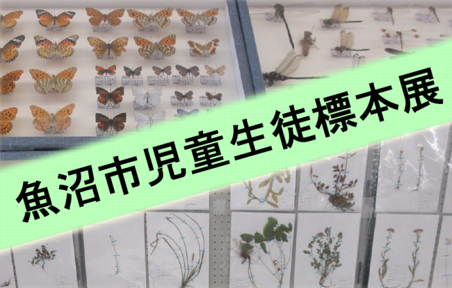 標本展Ｔｏｐ画像