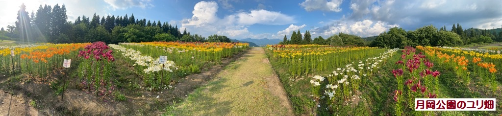 月岡公園のユリ畑